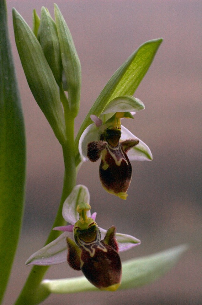 Ophrys picta